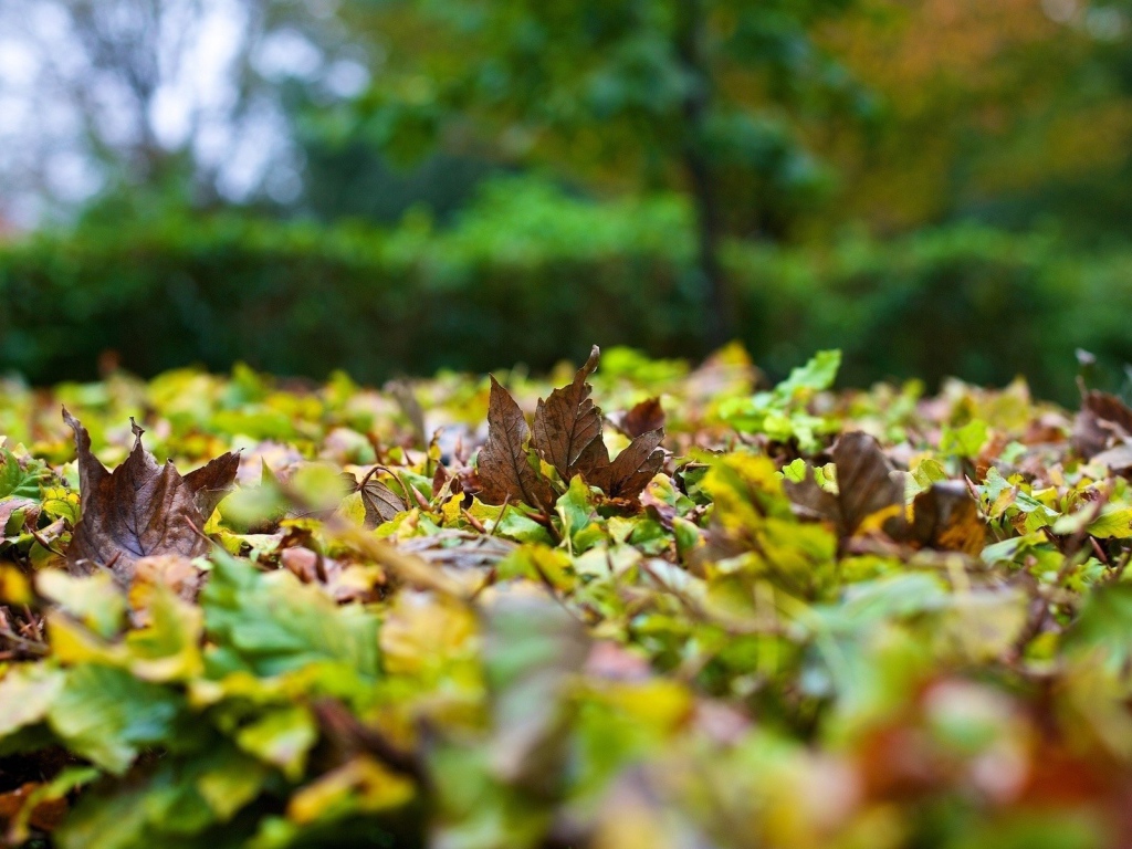 Опавшие листья на траве вблизи