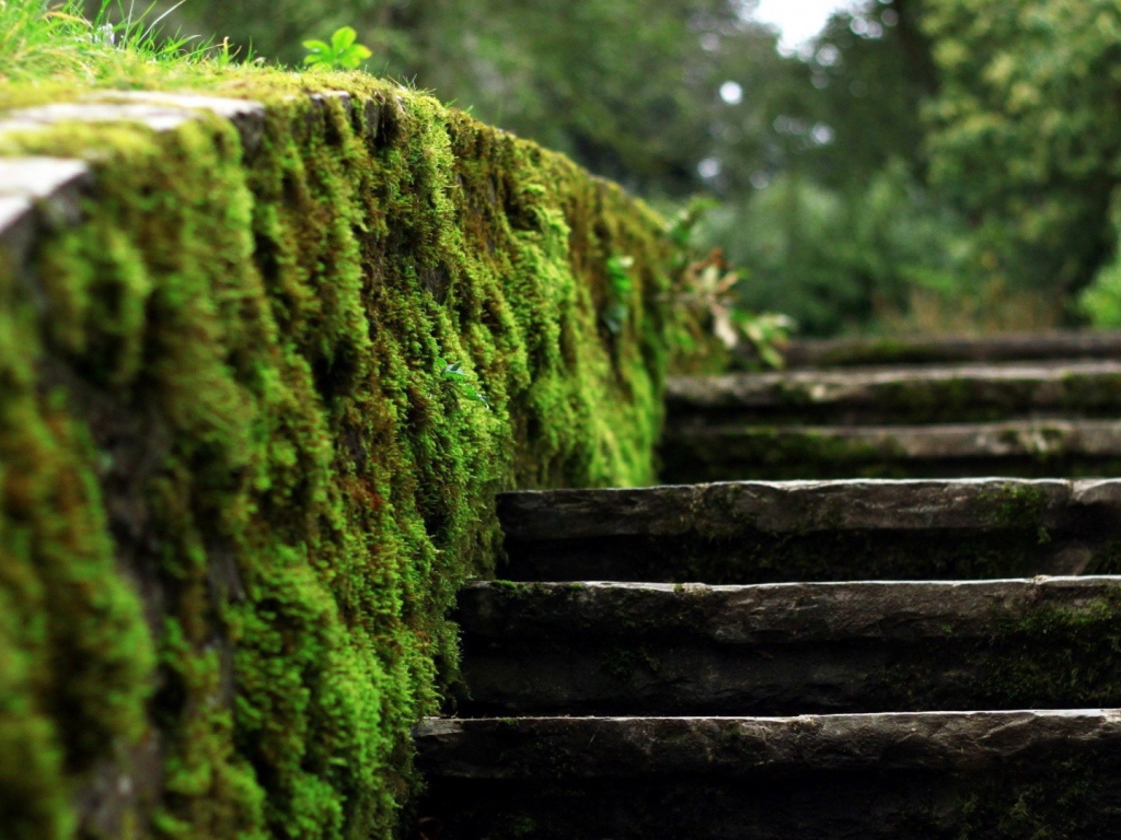 Мох на краю каменной лестницы