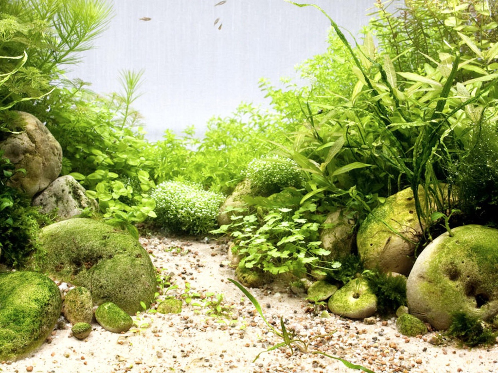 Гладкие камни среди водорослей