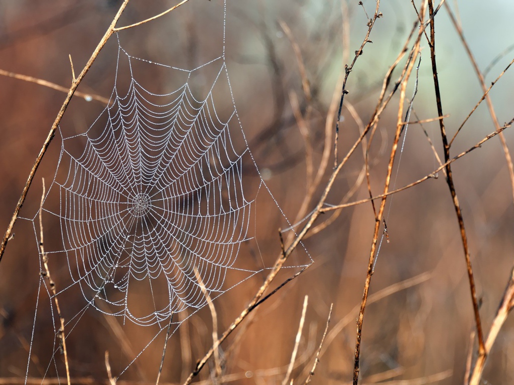 Нити паутины среди сухих веток