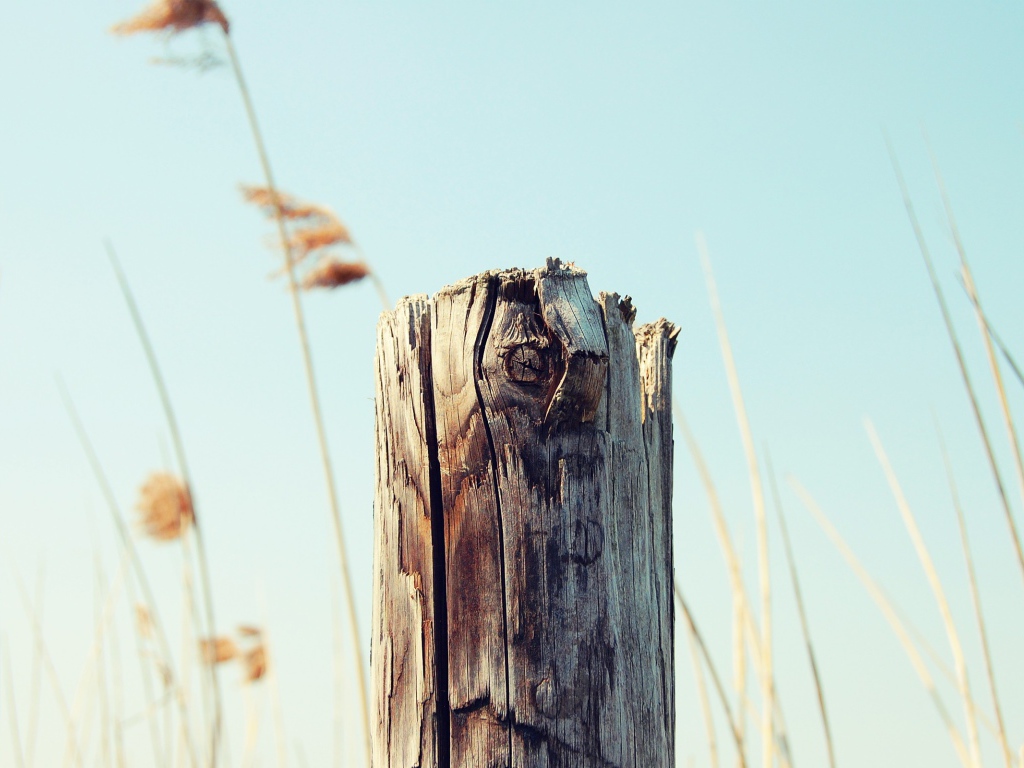 Пенек на фоне неба