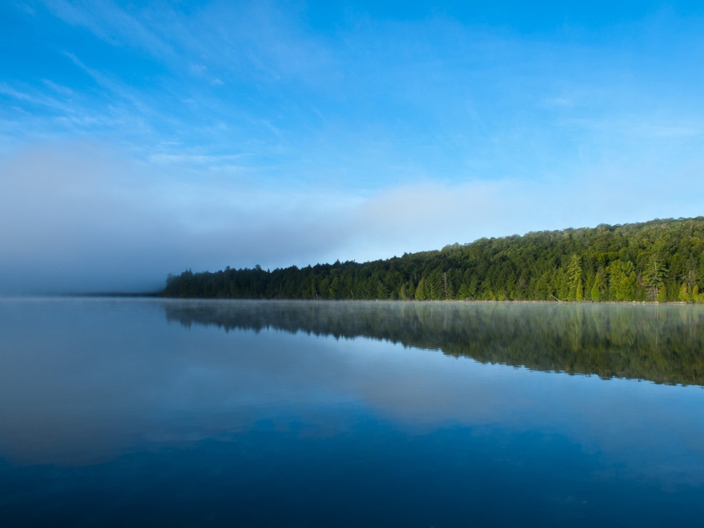 Густой зеленый лес подходит к самой кромке воды