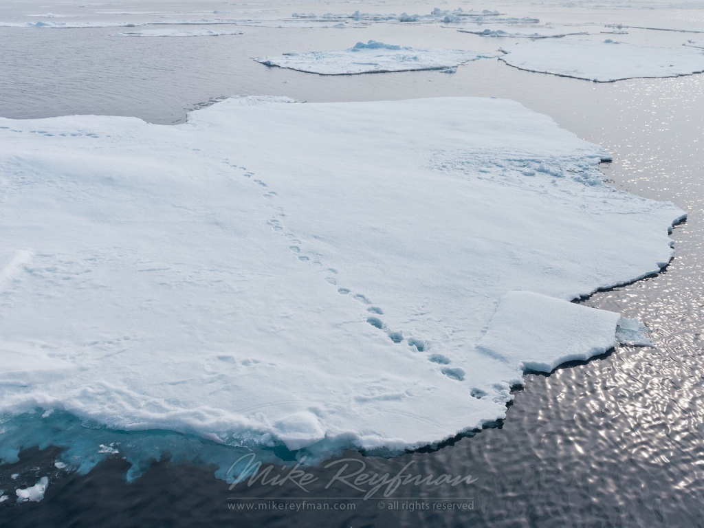 Следы зверей на отколовшихся льдинах