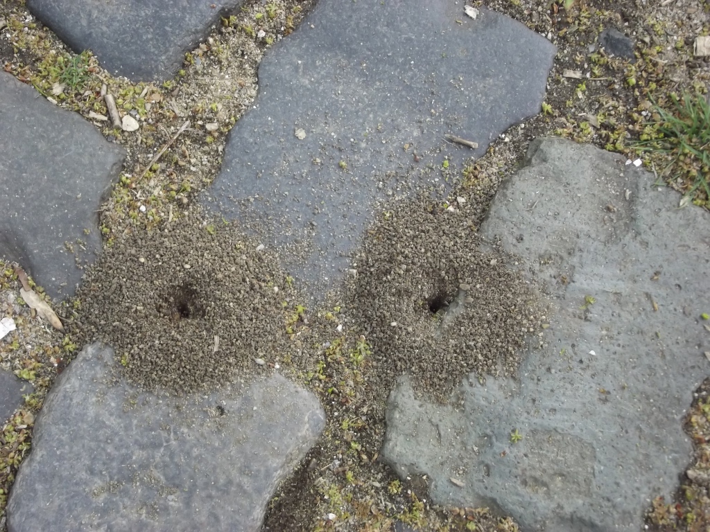 Следы земляных червей среди брусчатки