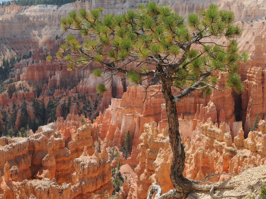 Дерево на фоне каньона Брюса