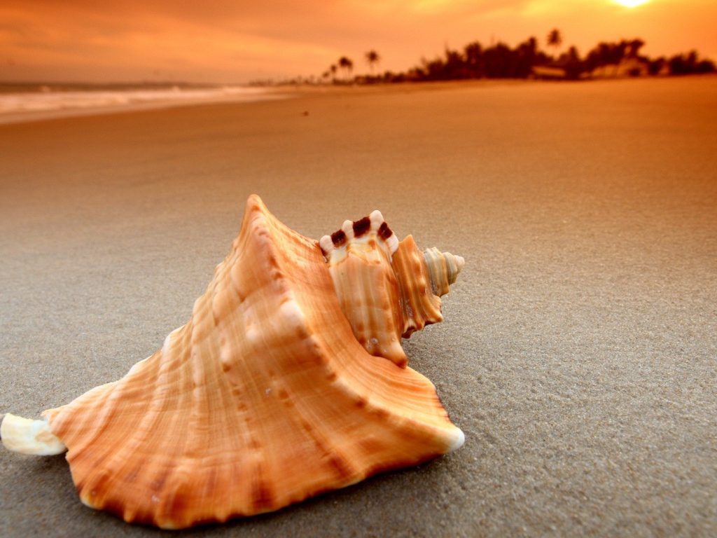Пустая ракушка на песке пляжа