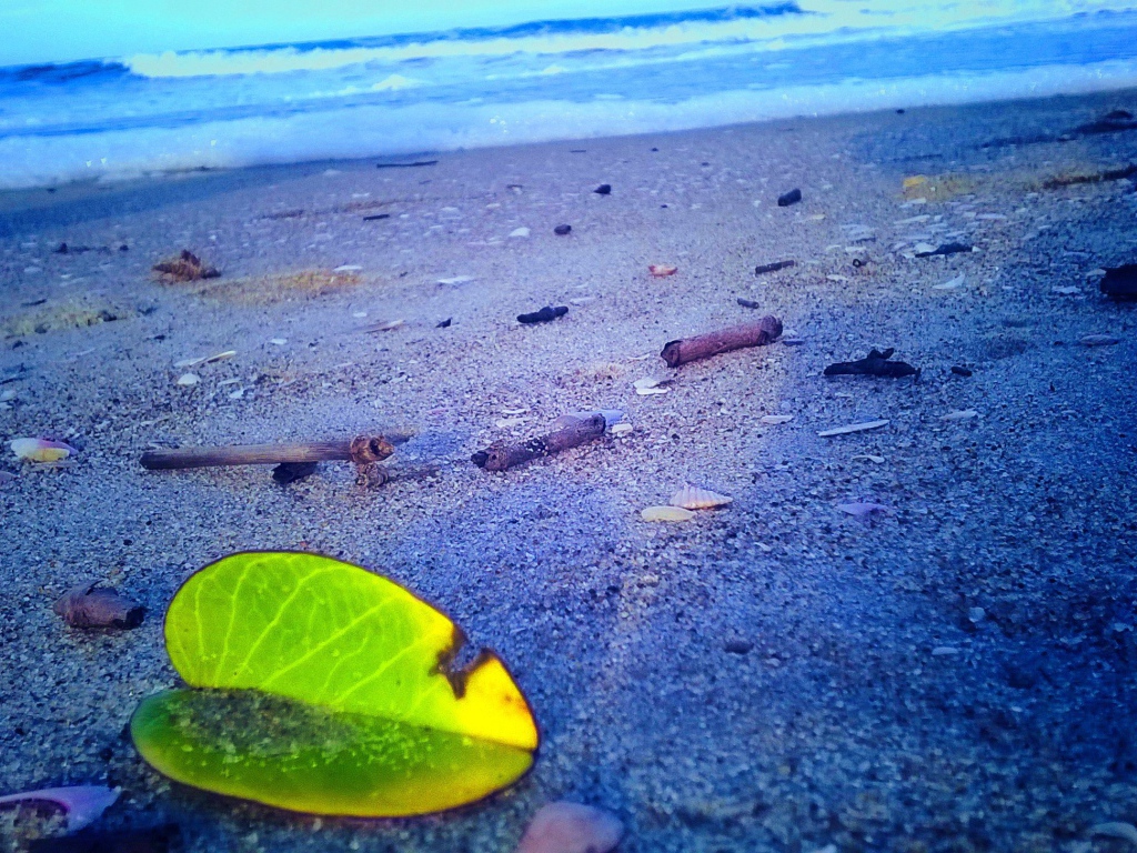 Лист растения на песке пляжа