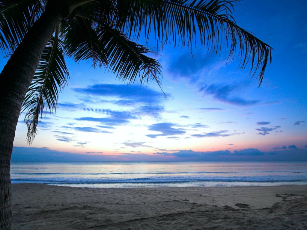 Пальма на пляже на Карибах