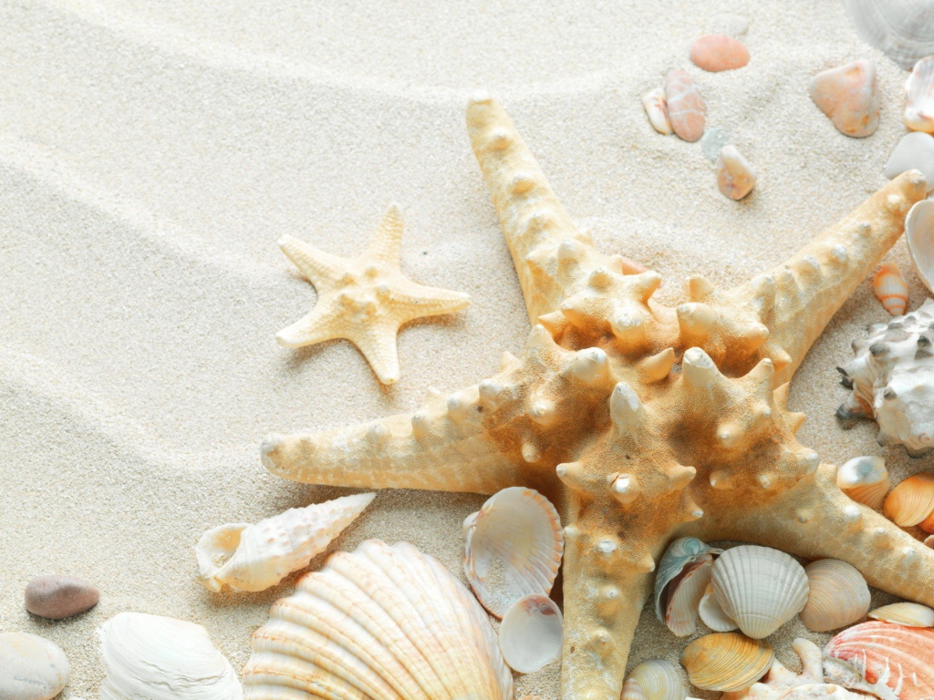 Окаменевшая звезда на пляже