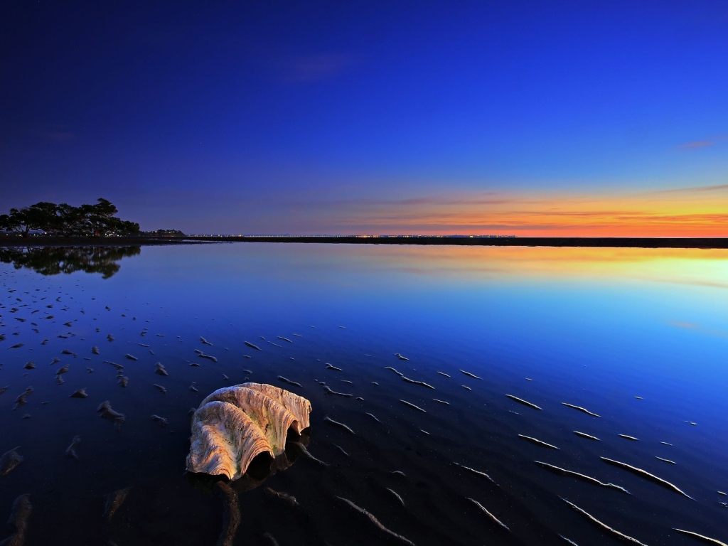 Ракушка на пляже во время прилива