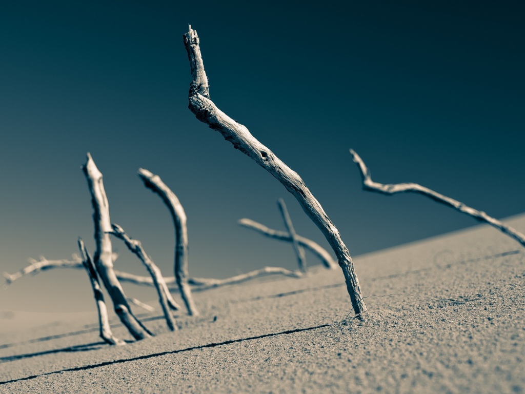 Dry branches sticking in the sand