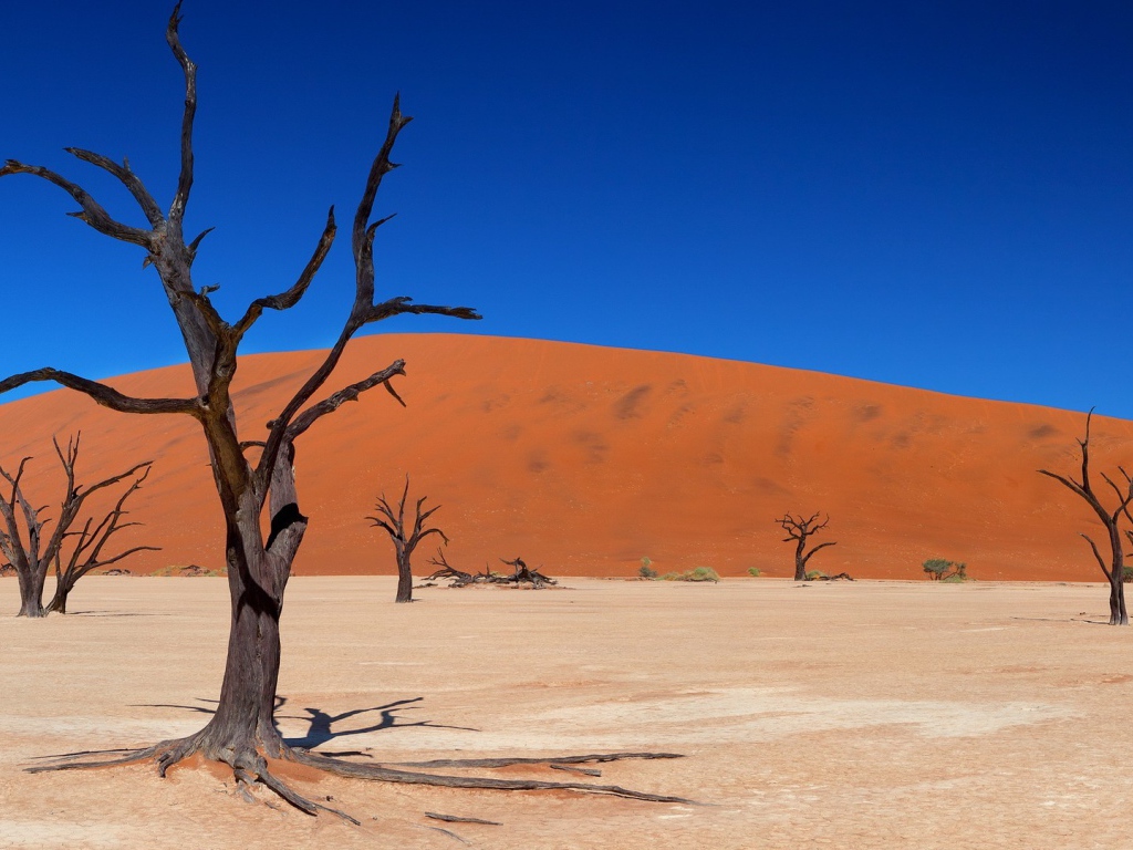 Сухие стволы деревьев на фоне песчаного бархана