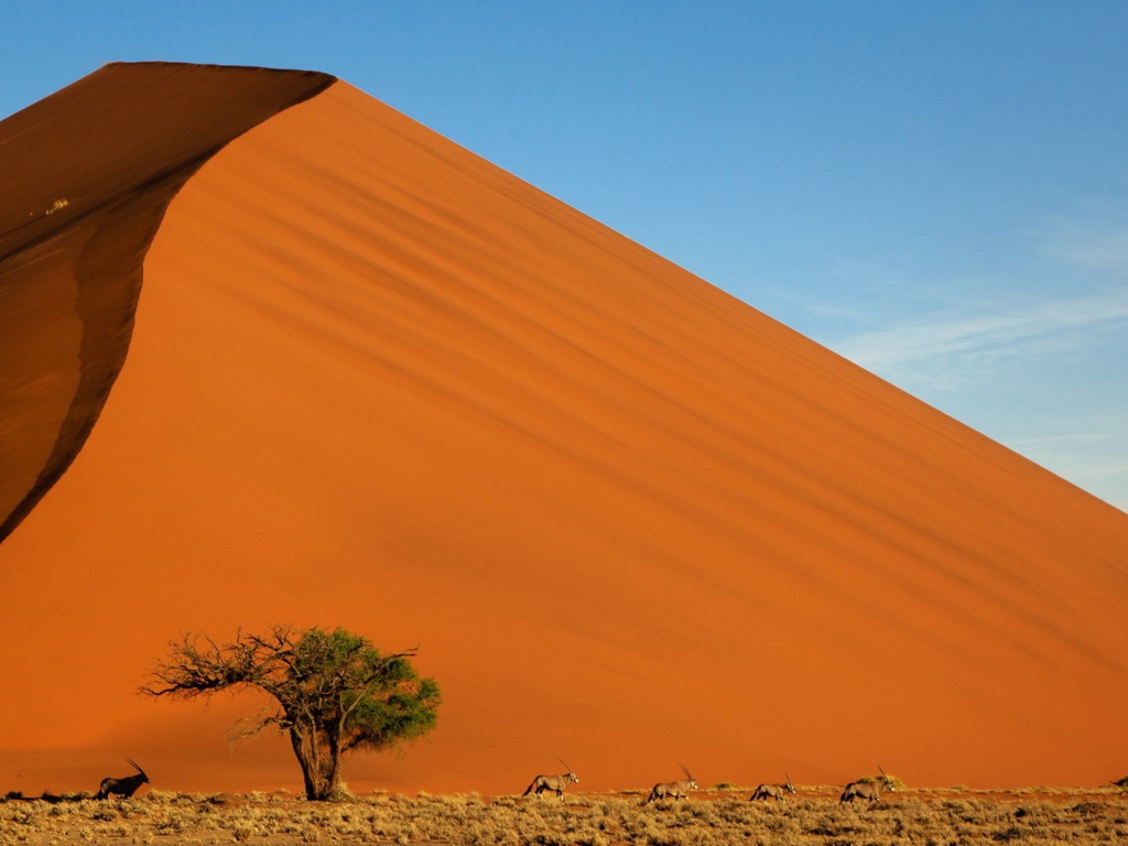 Зеленое дерево на фоне оранжевого бархана