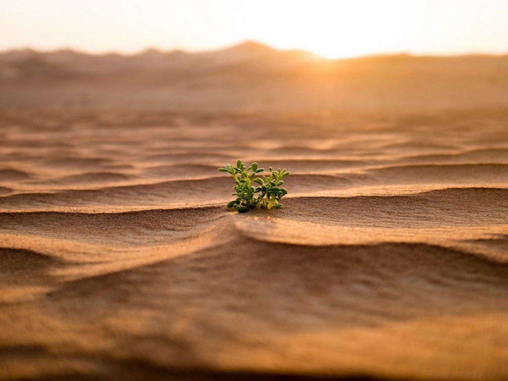 Одинокий зеленый росток среди пустыни