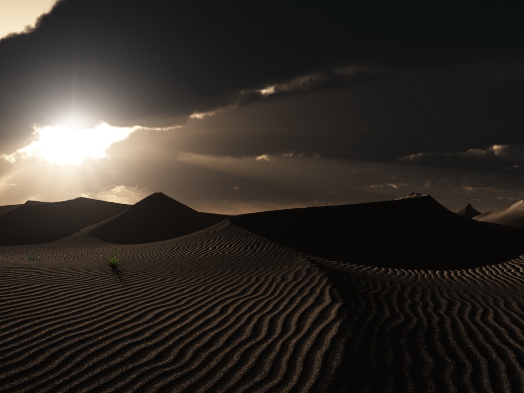 Одинокие растения в пустыне