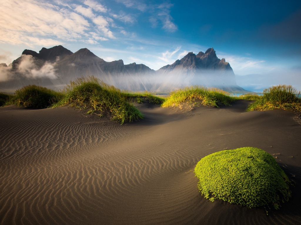 Растения на вершинах барханов в пустыне