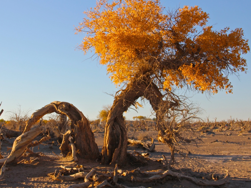 Полусухое дерево с желтыми листьями