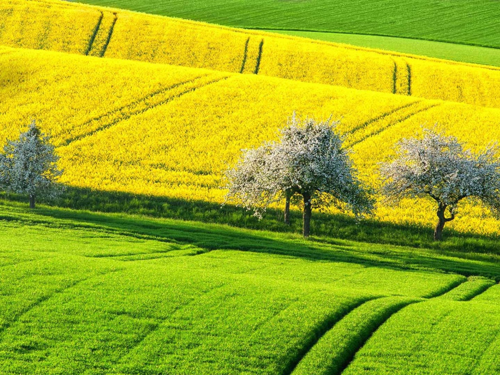 Цветущие деревья между зеленым и желтым полем