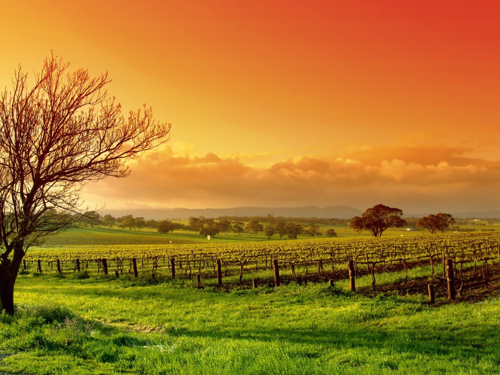 Виноградное поле весной