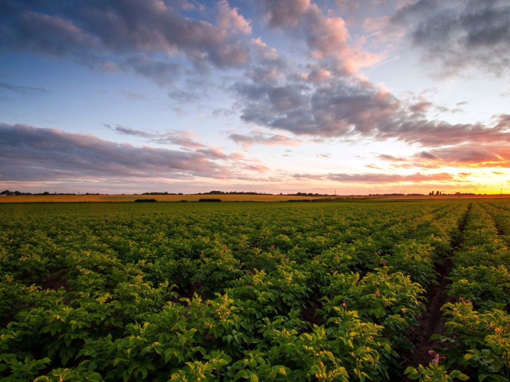 Зеленое сельское поле