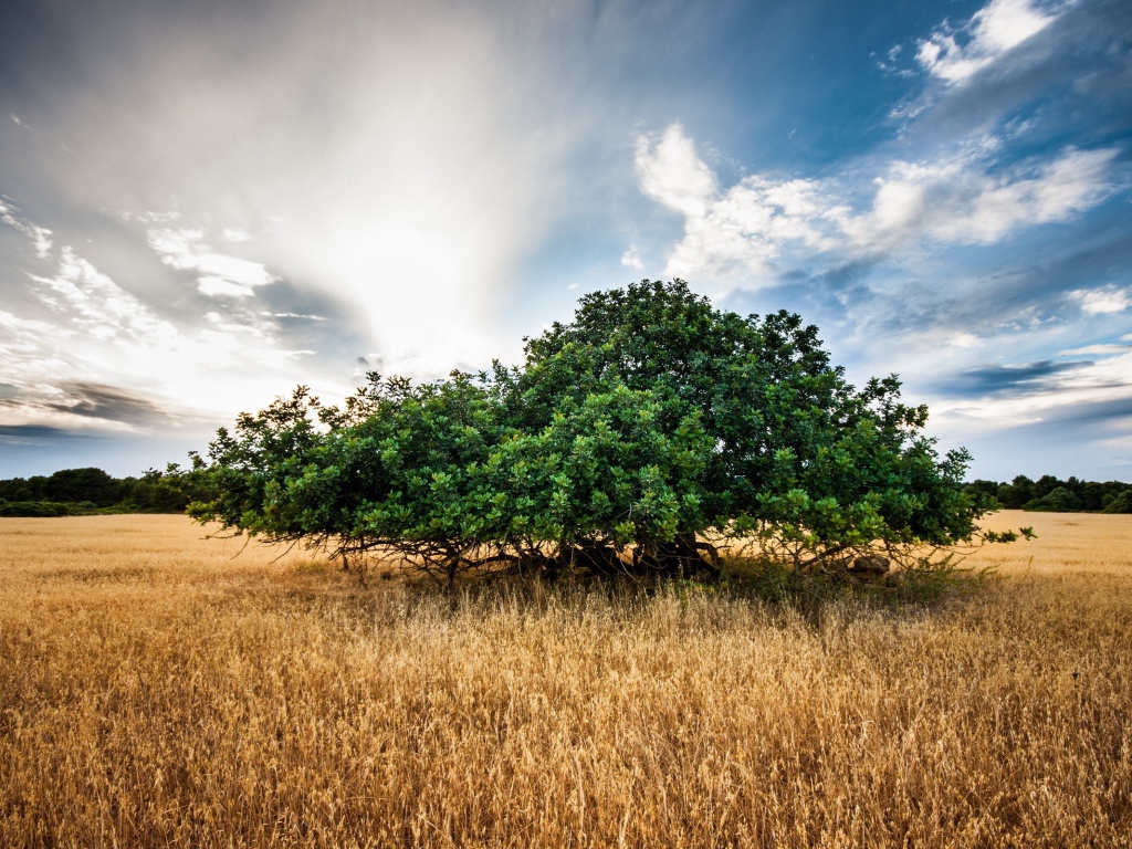 Зеленое дерево среди поля, фото HDR
