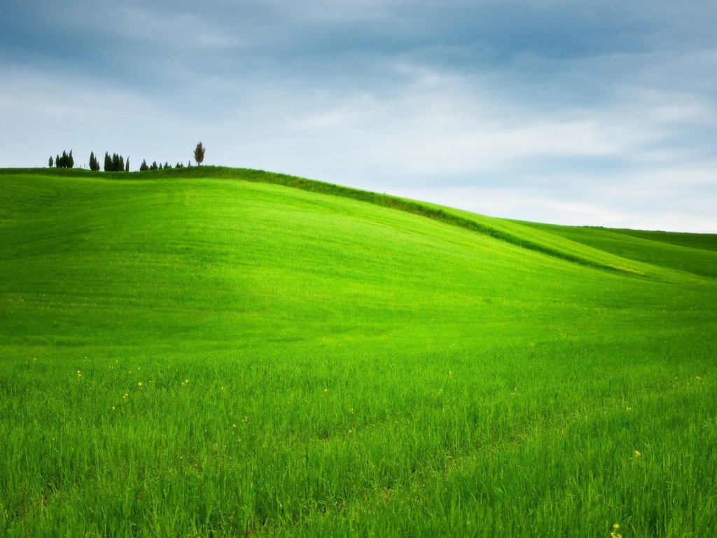 Ухоженное зеленое поле