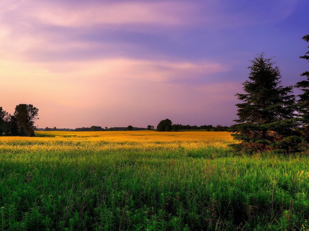 Сиреневое небо над желтым полем