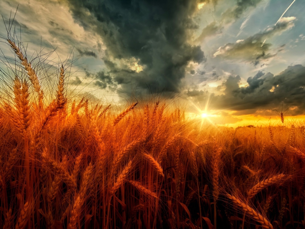 Поле оранжевой пшеницы