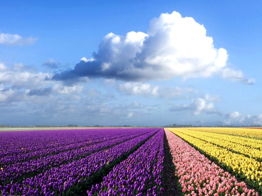 Фиолетовые, желтые и розовые тюльпаны на поле