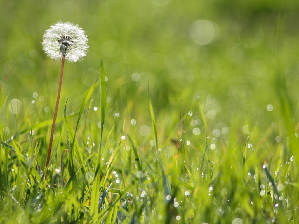 Созревший одуванчик среди зеленой травы
