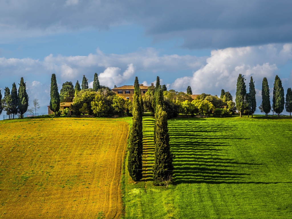 Ряды тополей между полями