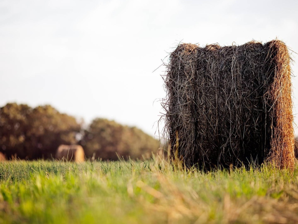Моток сухого сена в поле