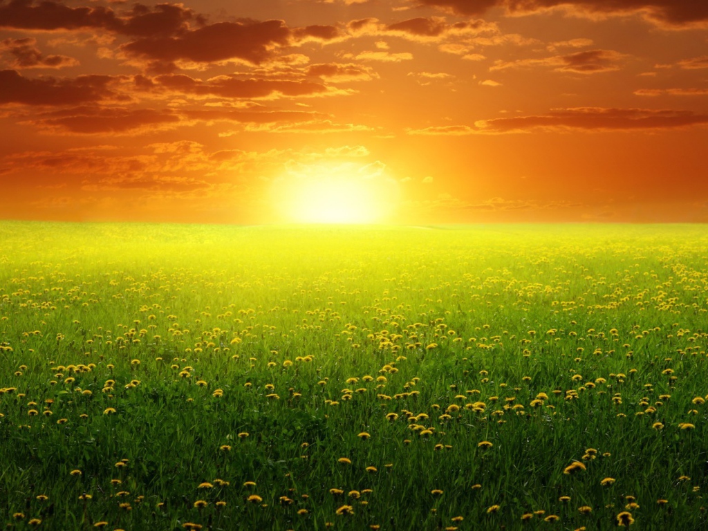 Восход солнца над полем одуванчиков