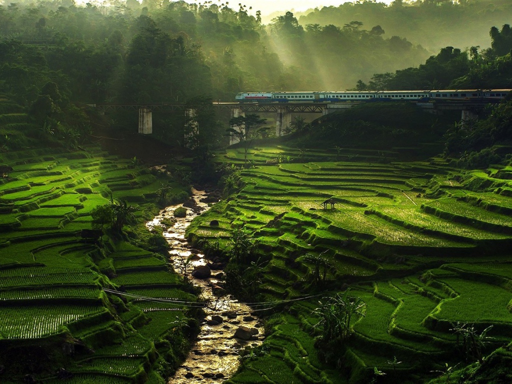 Поезд проезжает над полями террасами