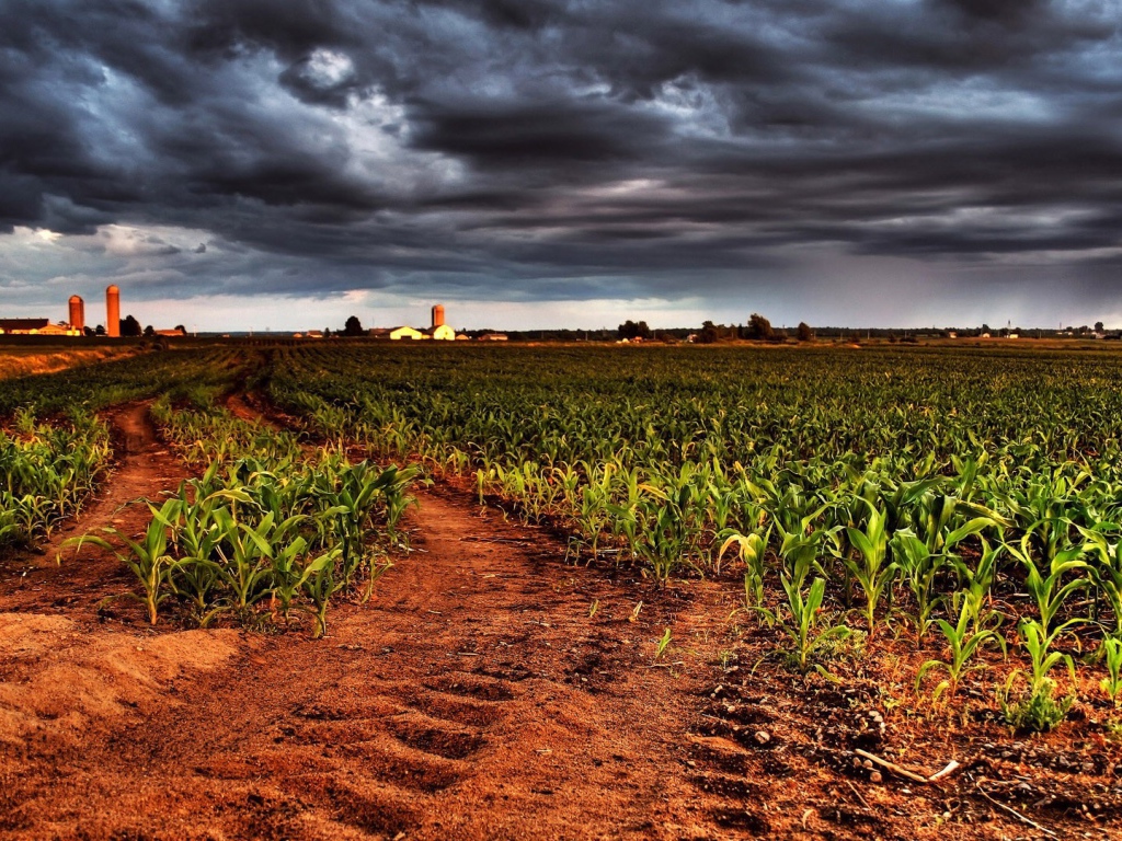 Молодая кукуруза на фермерском поле