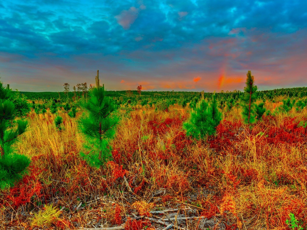 Молодые ели в поле