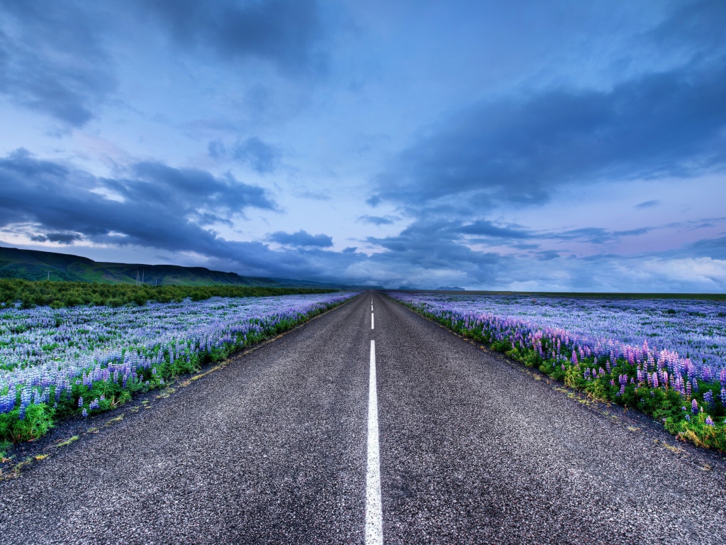 Дорога среди синих полей