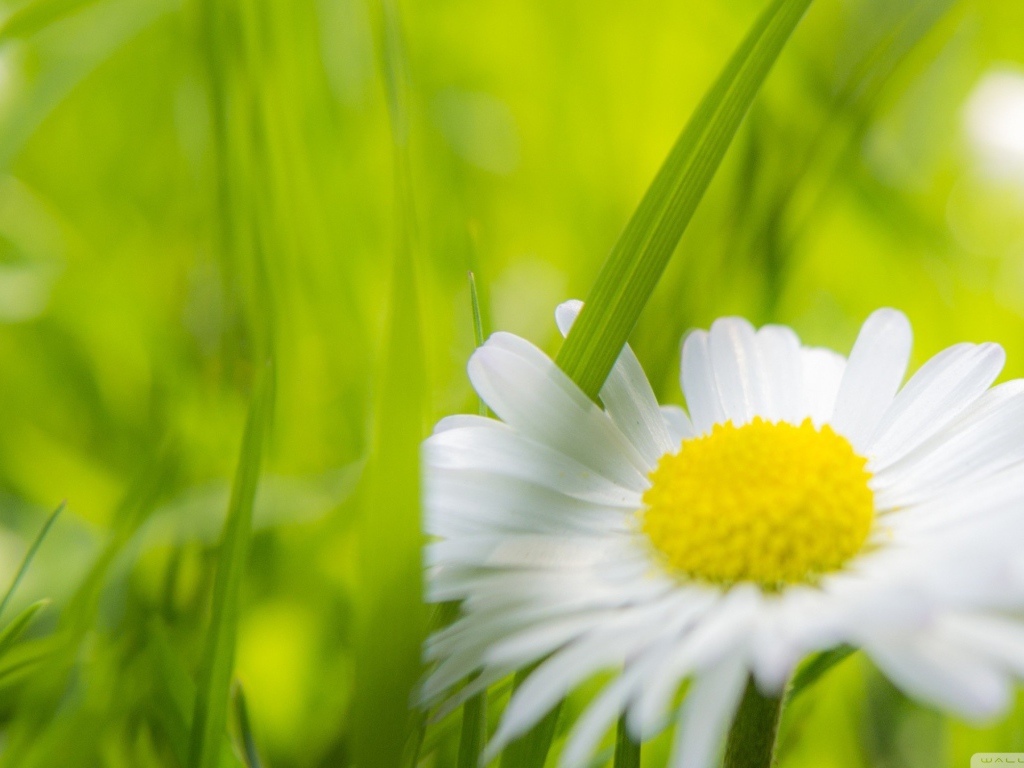 Травинка между лепестками ромашки