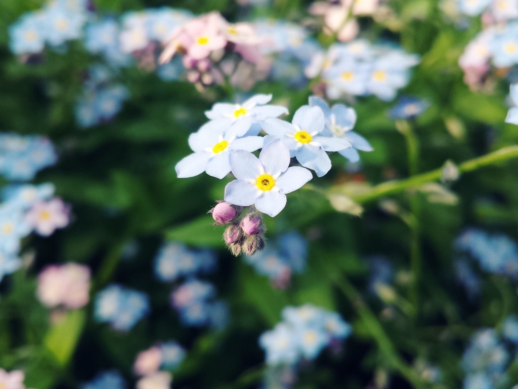 Красивые цветы незабудки