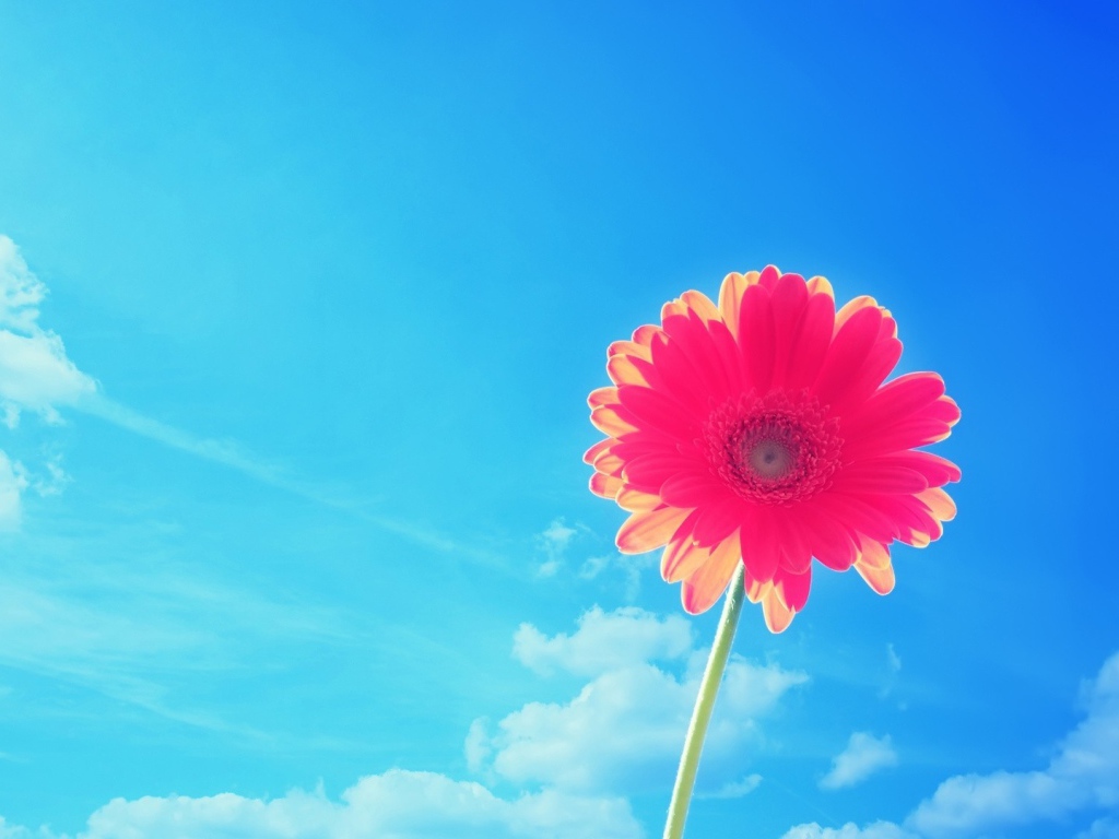 Красивый розовый цветок ромашки на фоне голубого неба