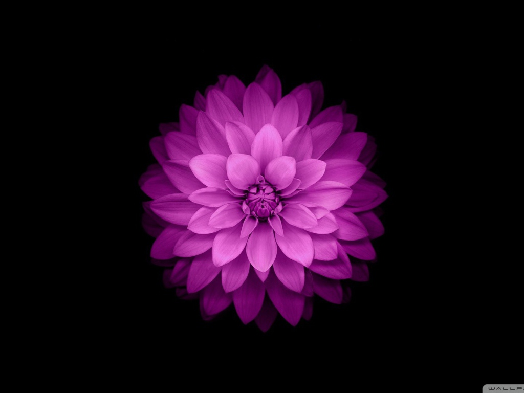 Распустившийся сиреневый цветок на черном фоне