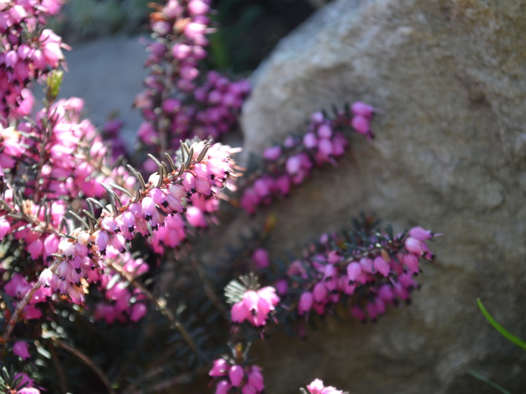 Кисти розовых цветов у камня