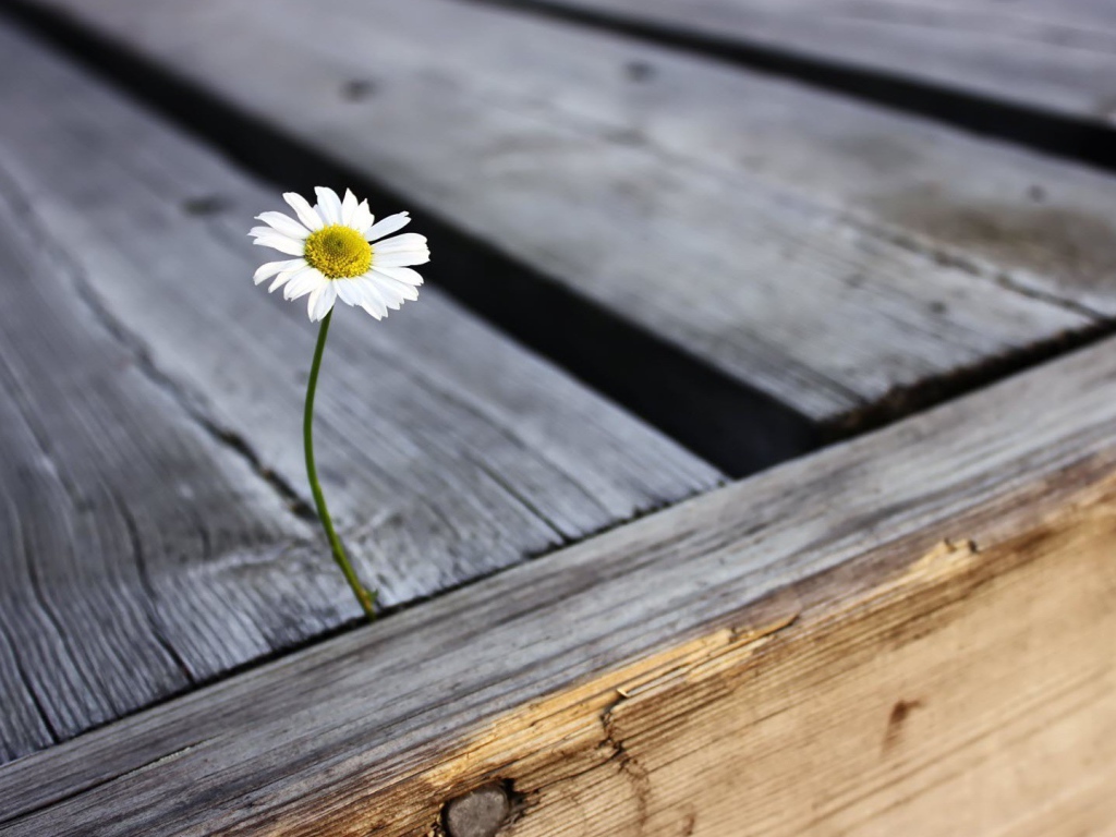 Ромашка проросла между досок