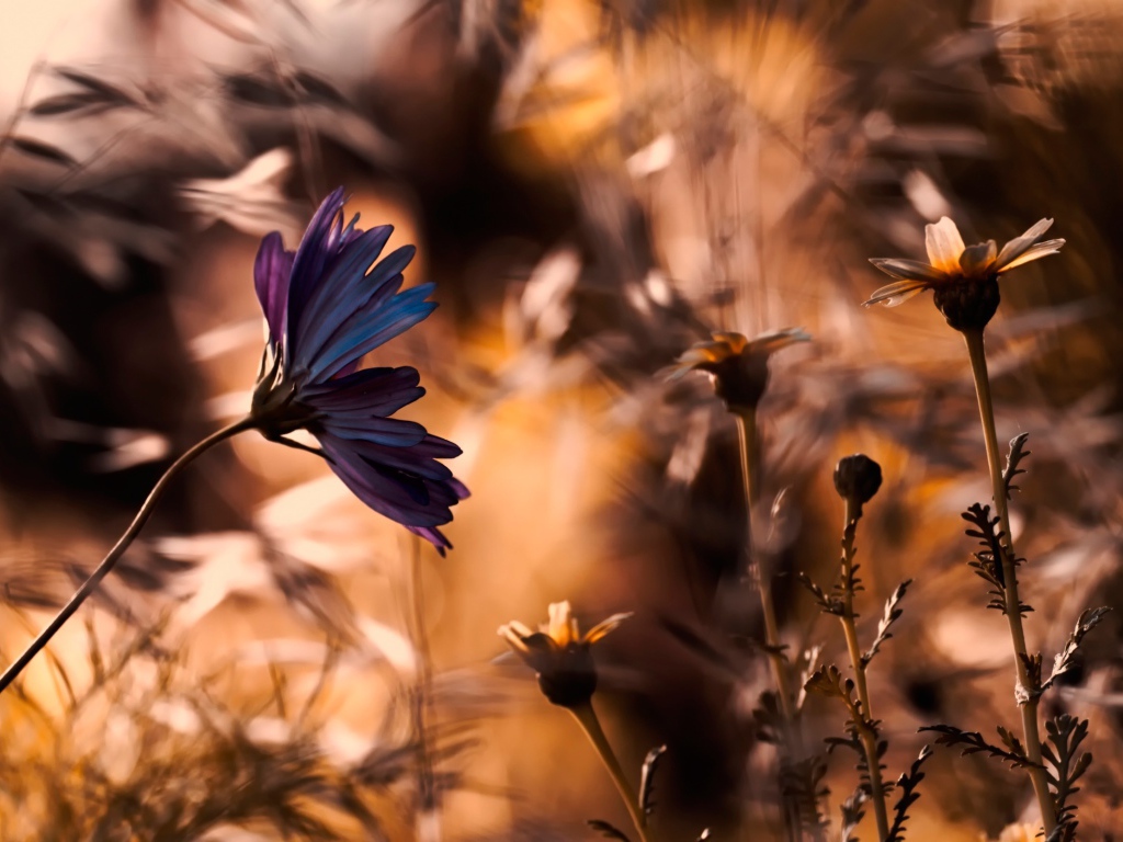 Василек в поле