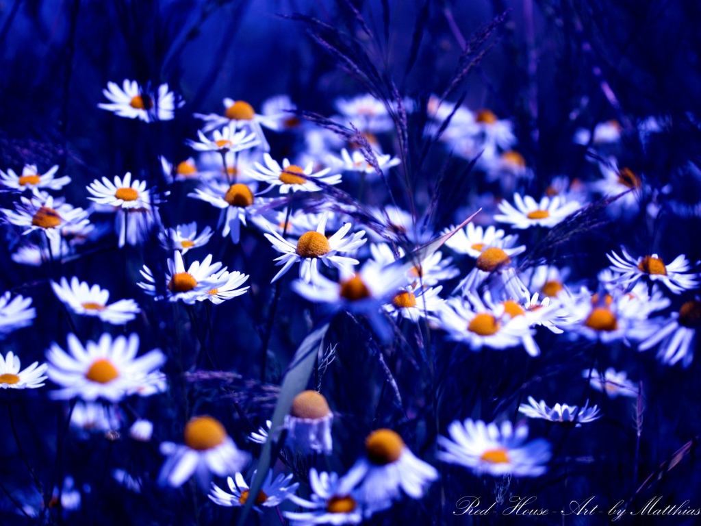 Ромашки в синем свете