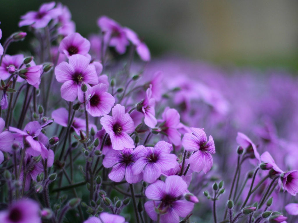 Нежные цветы герани