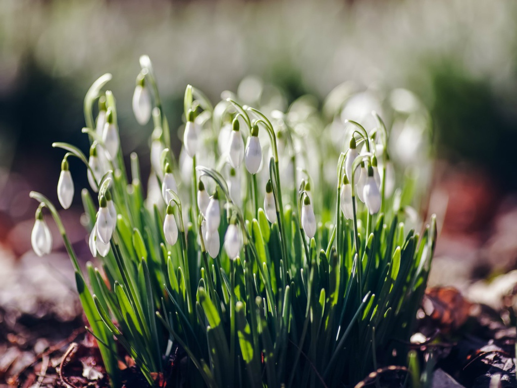 Нежные подснежники Галантус