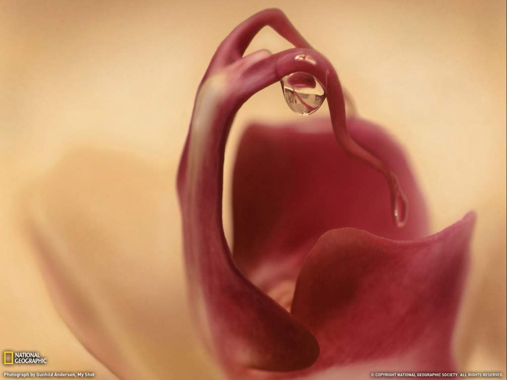 Капля на цветке орхидеи