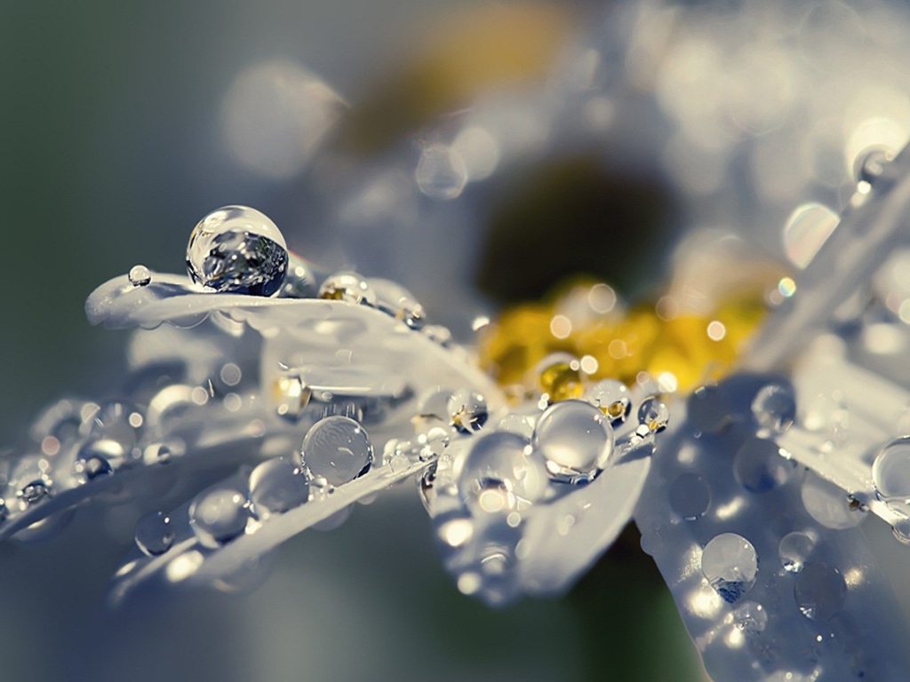Капли воды на полу прозрачных лепестках цветка