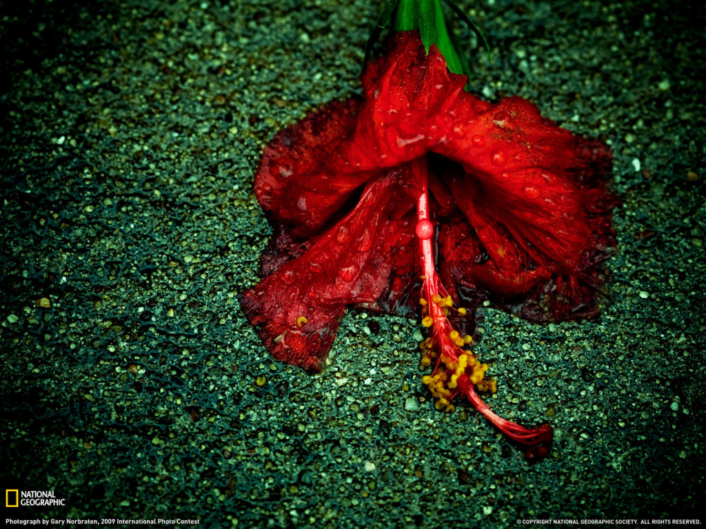 Увядающий цветок на асфальте